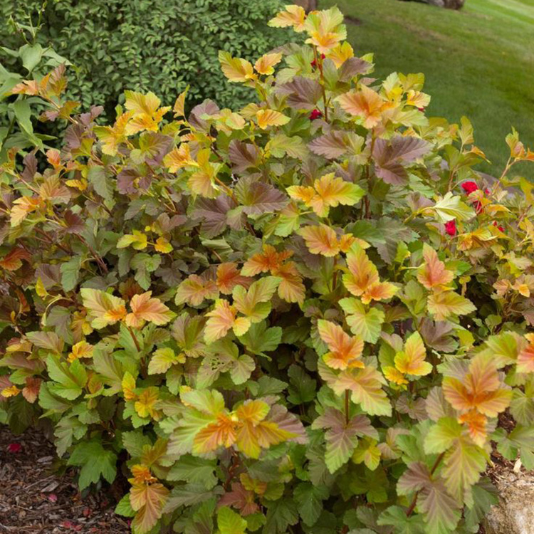 Превью изображения