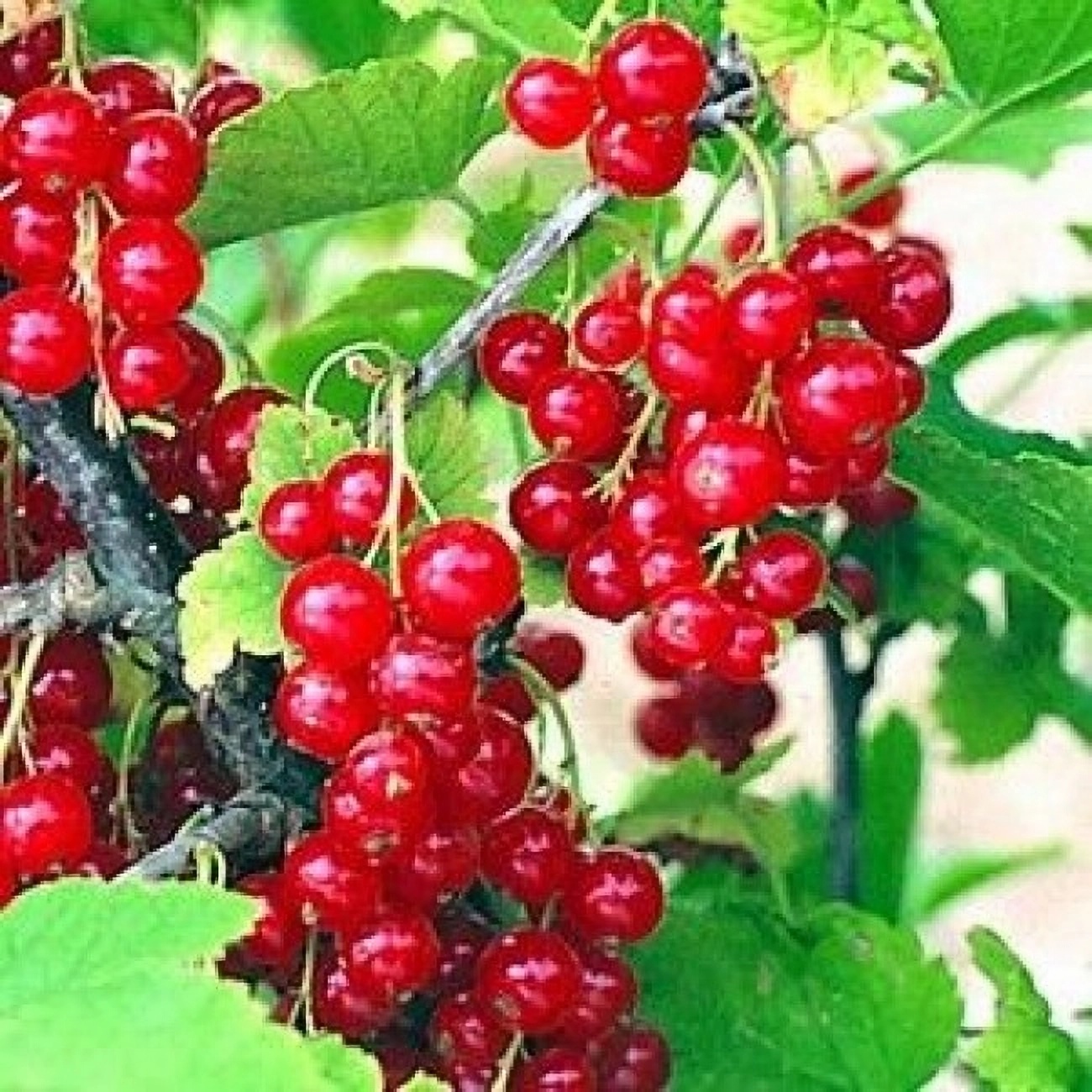 Превью изображения
