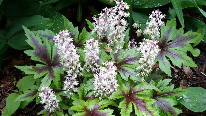 Превью изображения