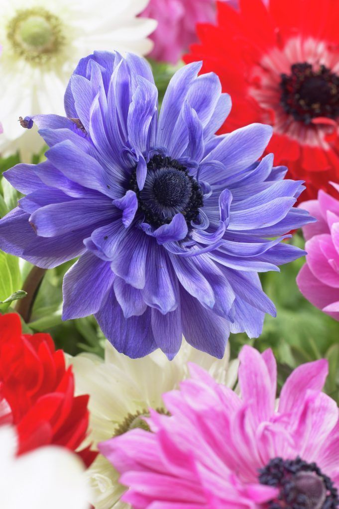 Превью изображения