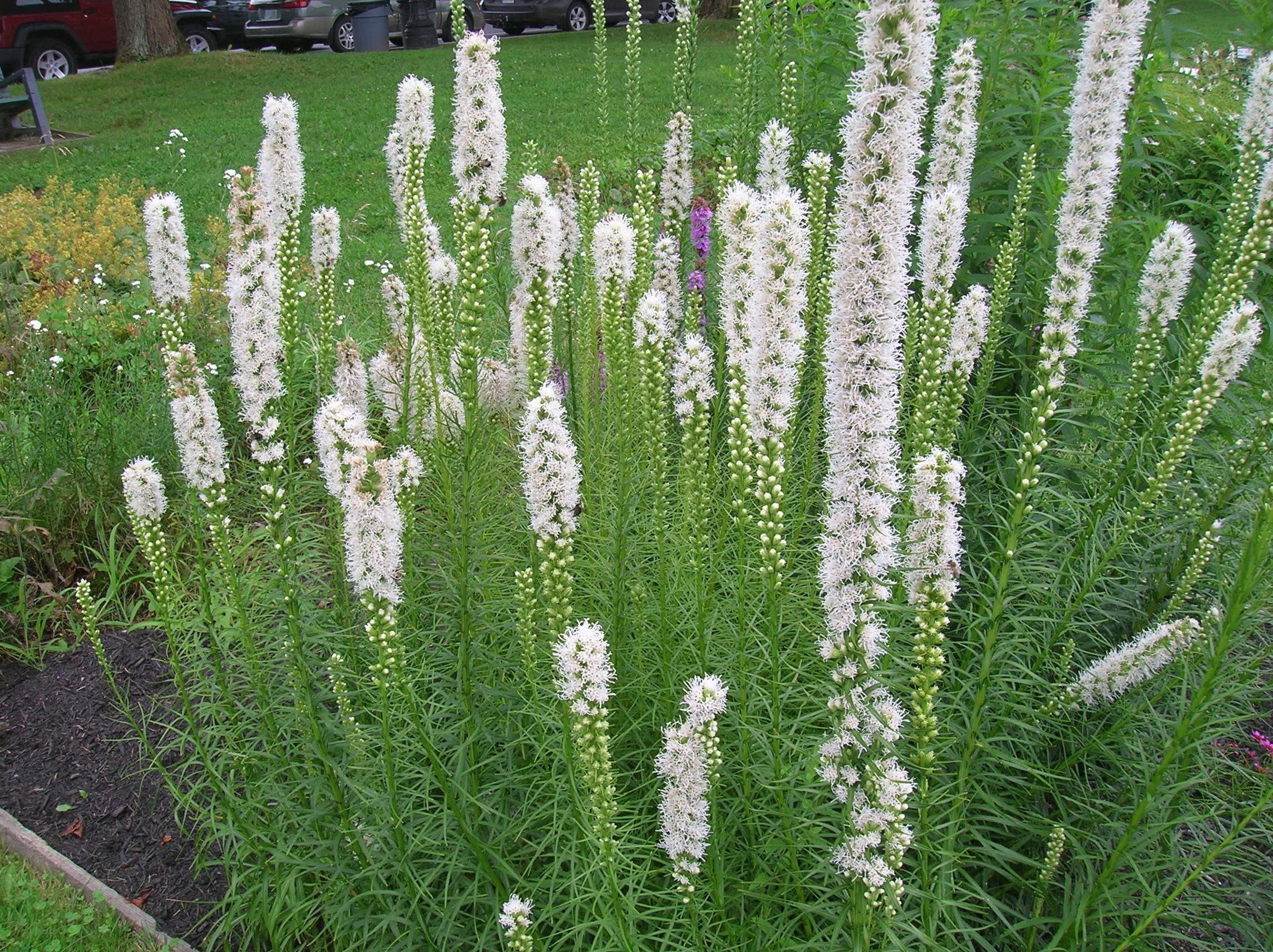 Превью изображения