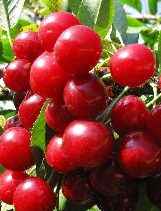 Превью изображения