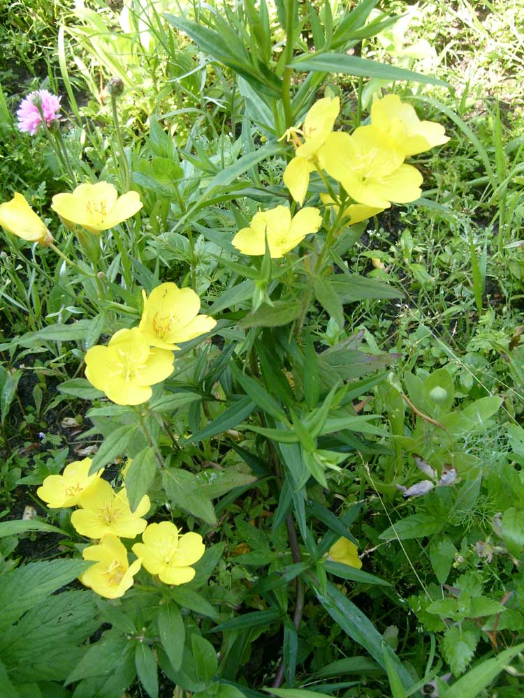 Превью изображения