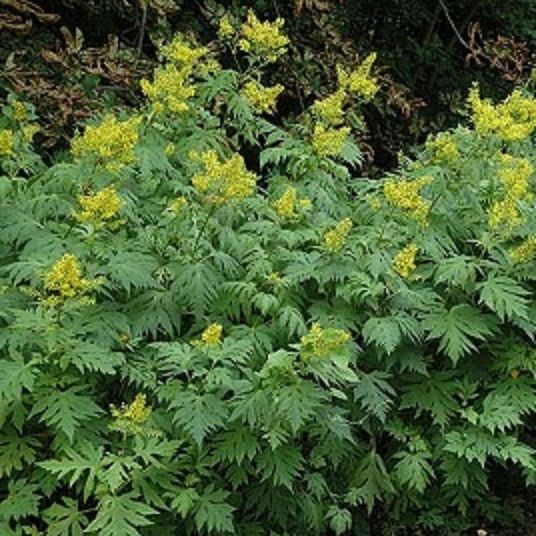 Превью изображения