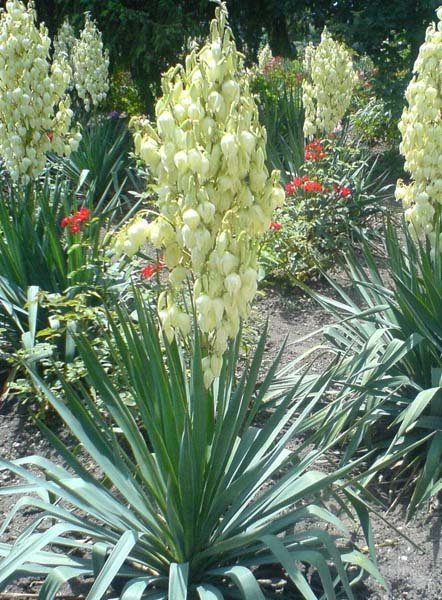 Превью изображения