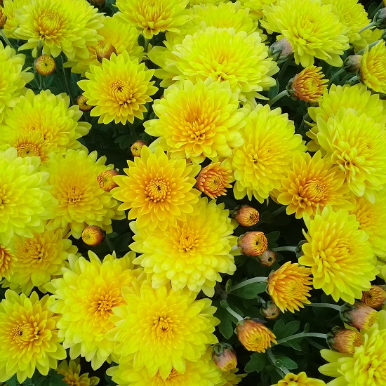 Превью изображения