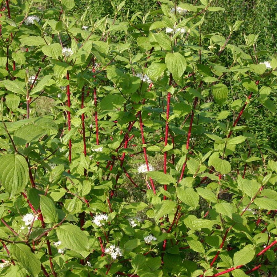 Превью изображения