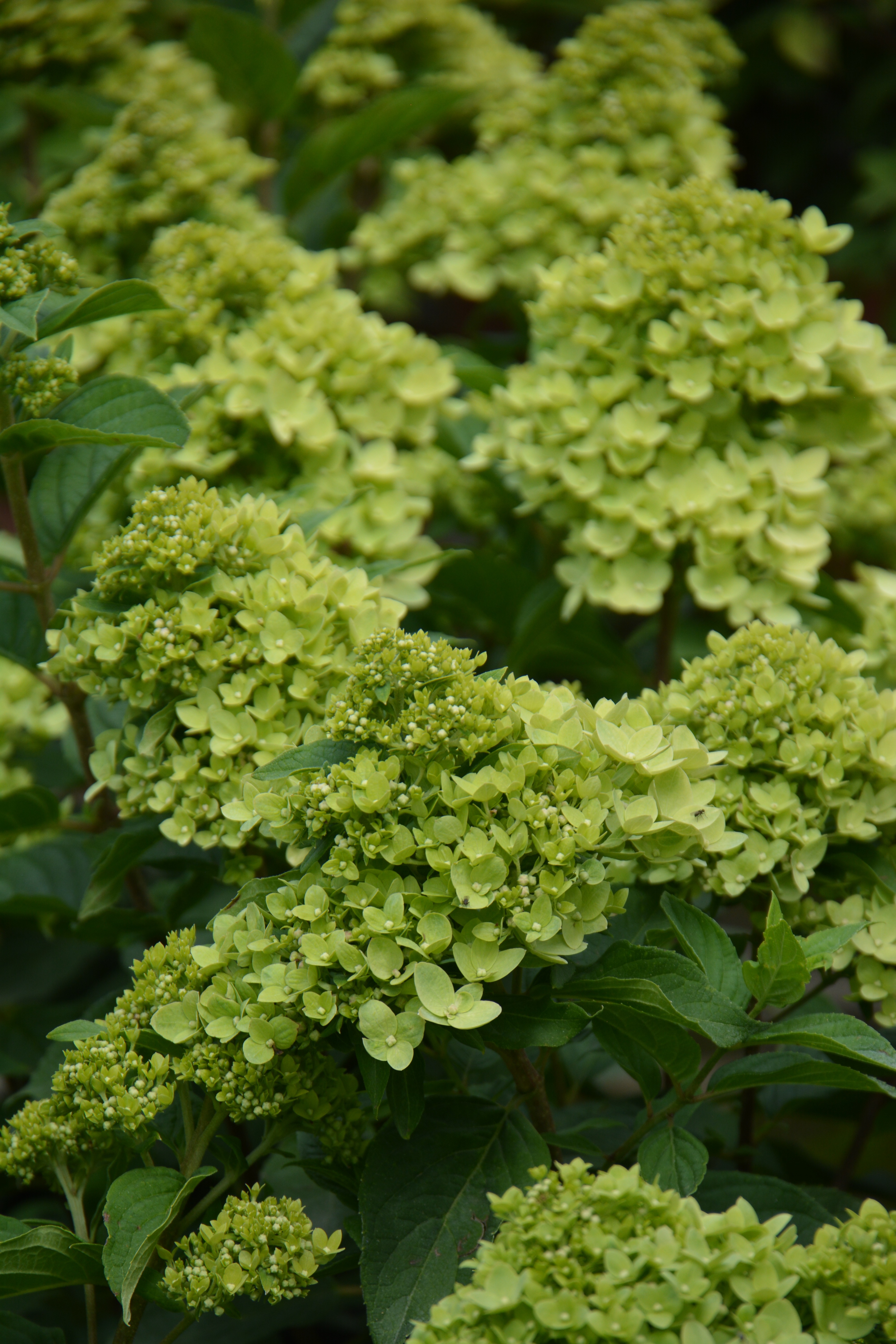 Превью изображения