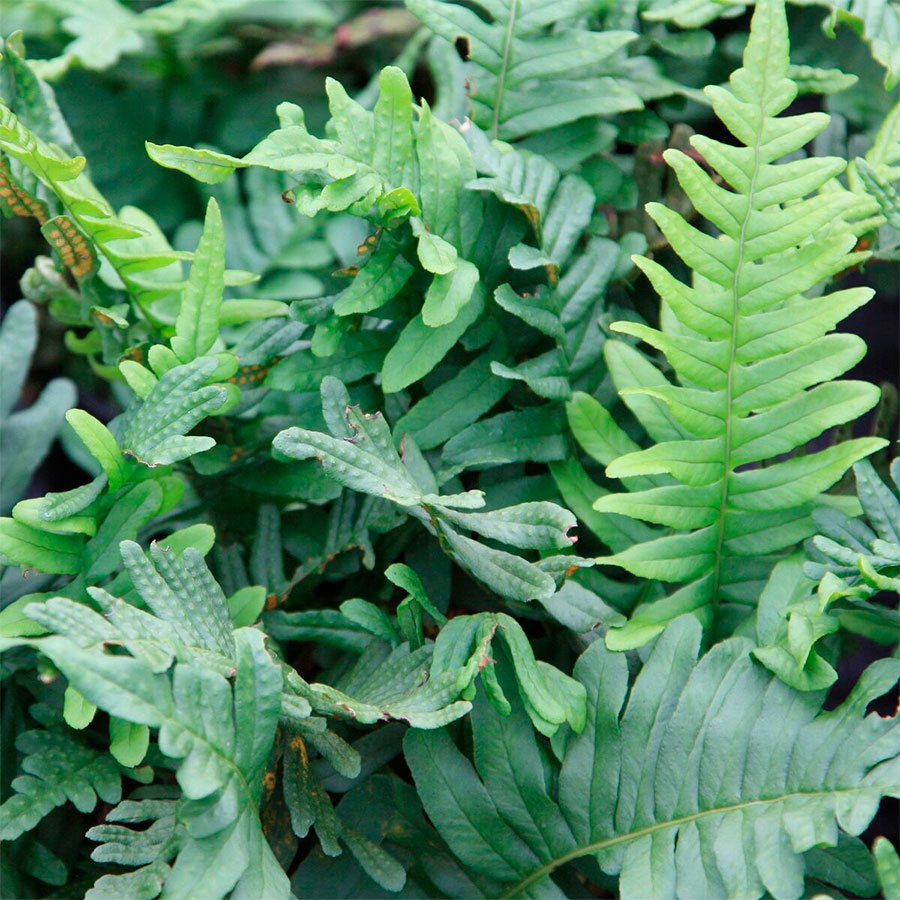 Превью изображения