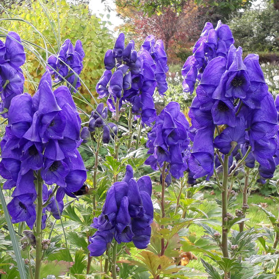 Превью изображения