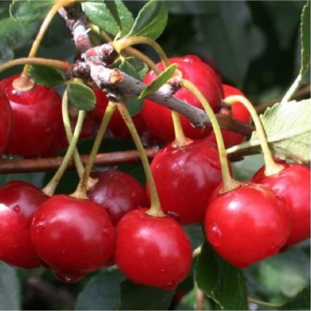 Превью изображения