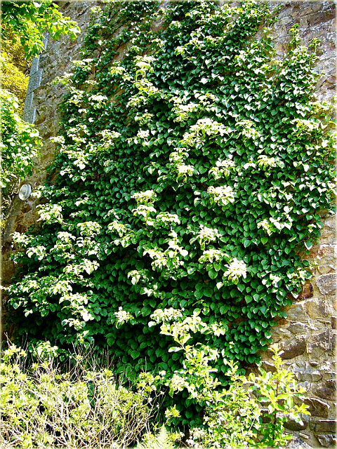 Превью изображения