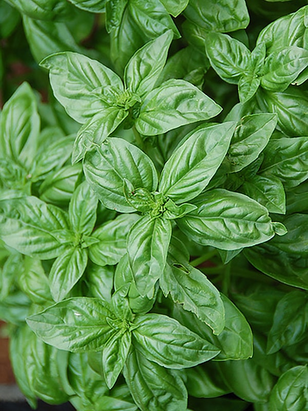 Превью изображения