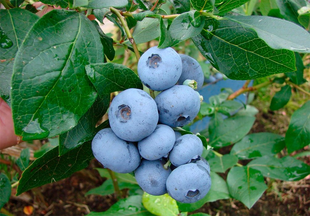 Превью изображения