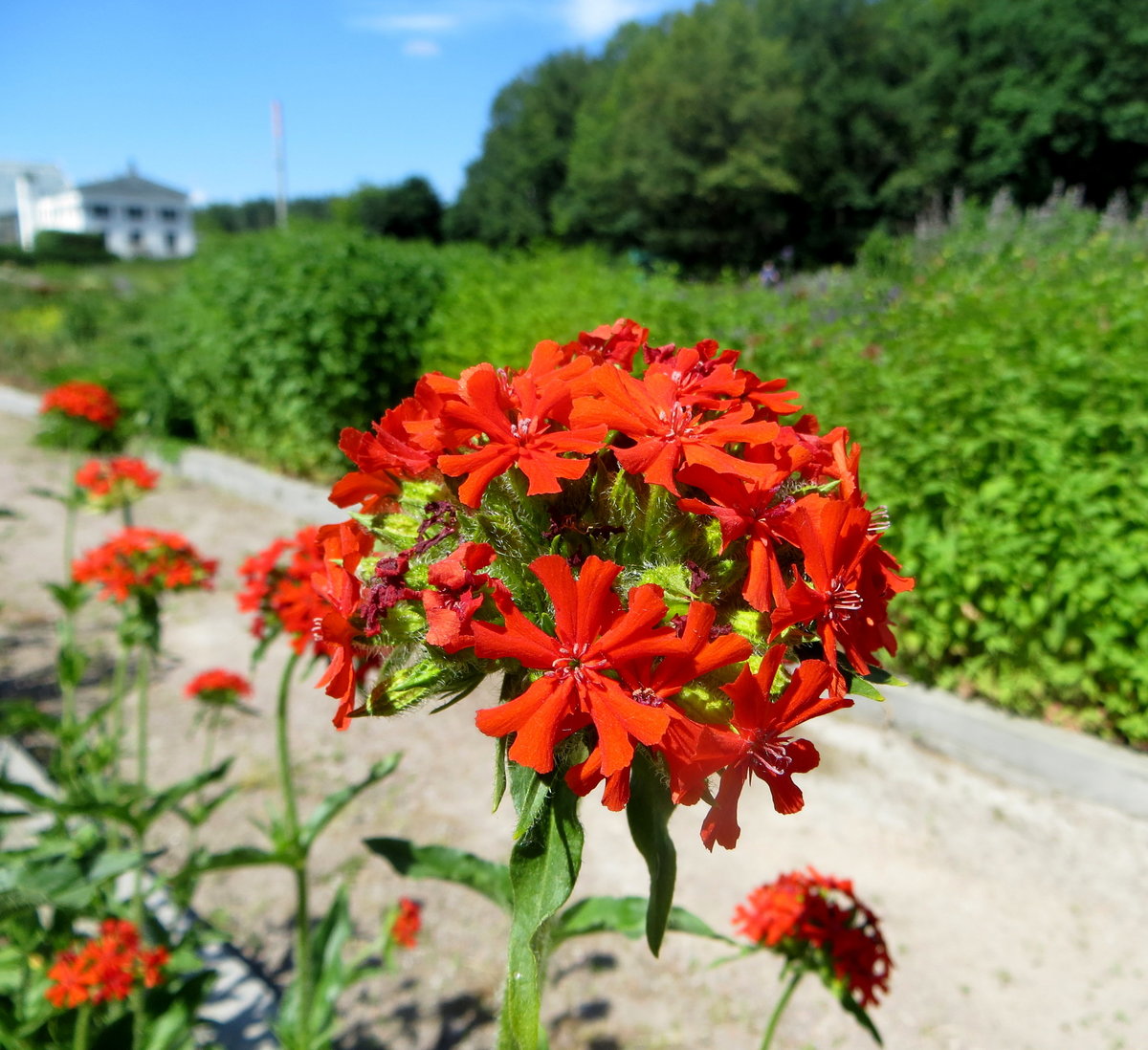 Превью изображения