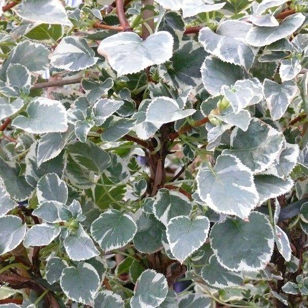 Превью изображения