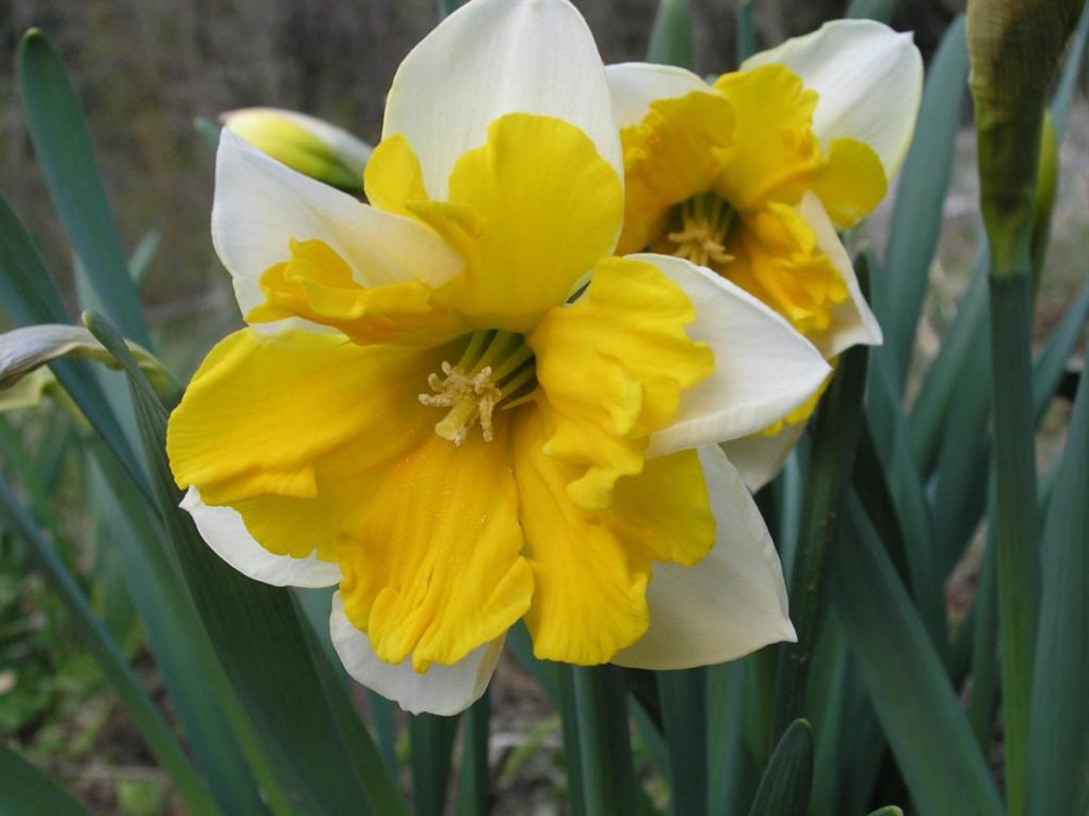 Превью изображения