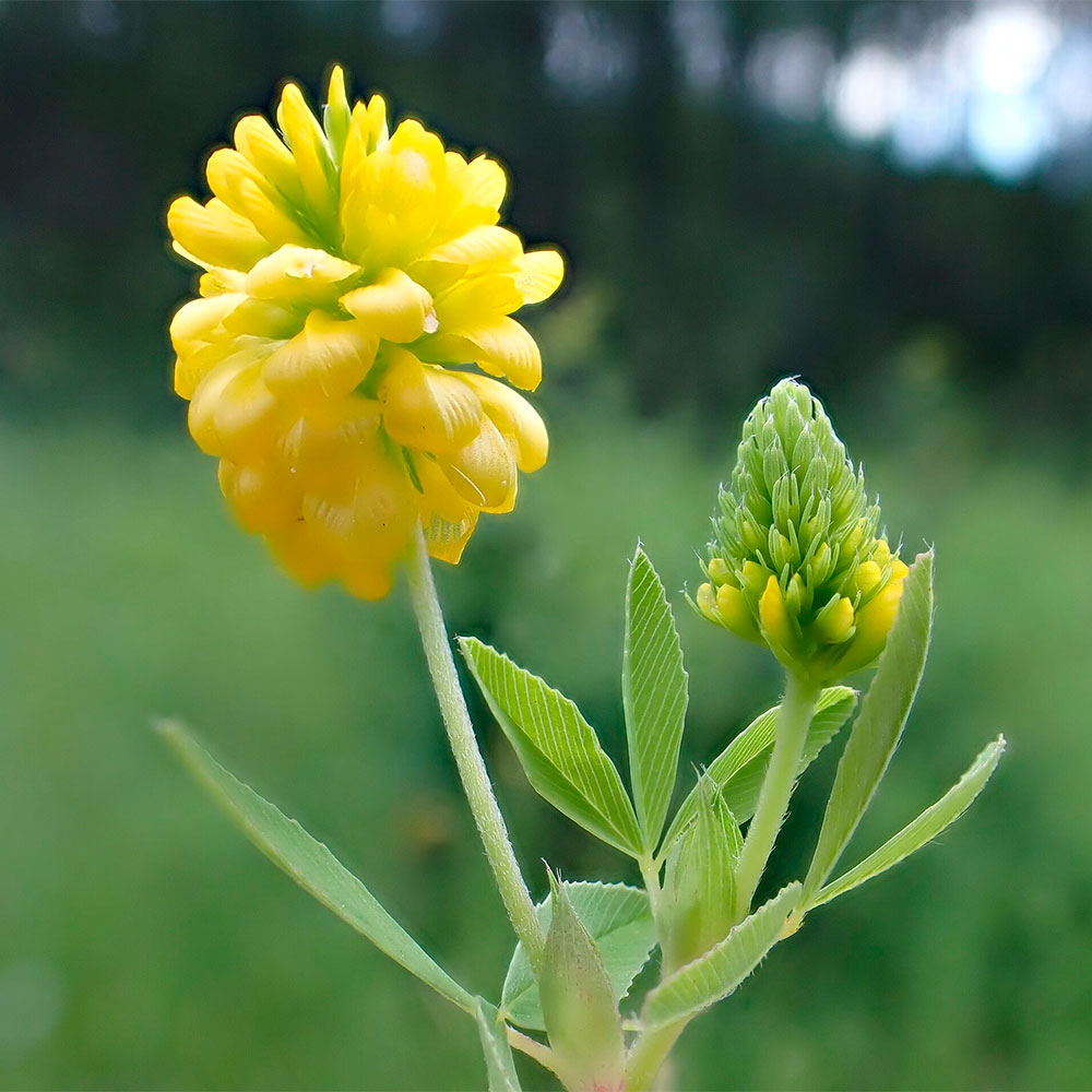 Превью изображения