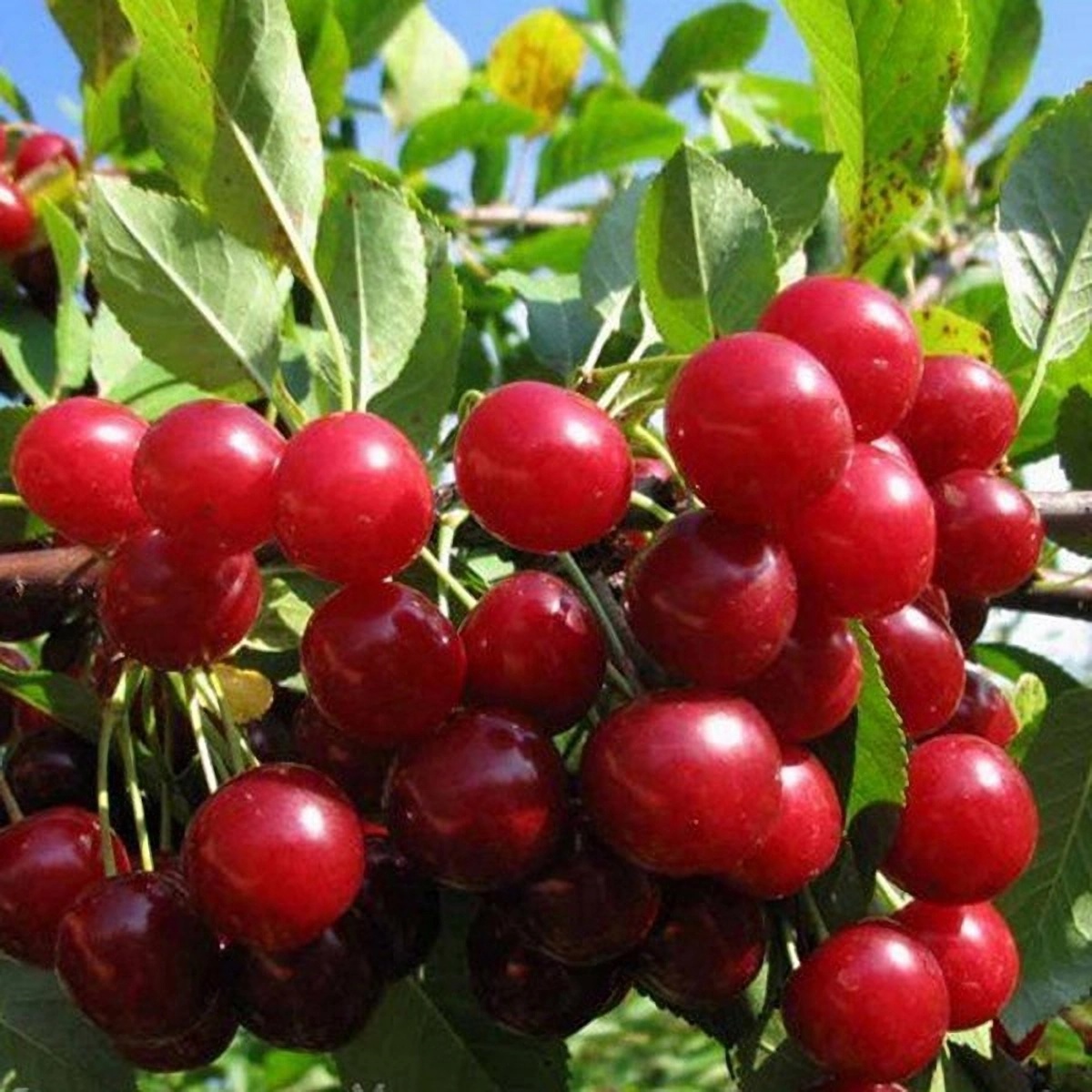 Превью изображения