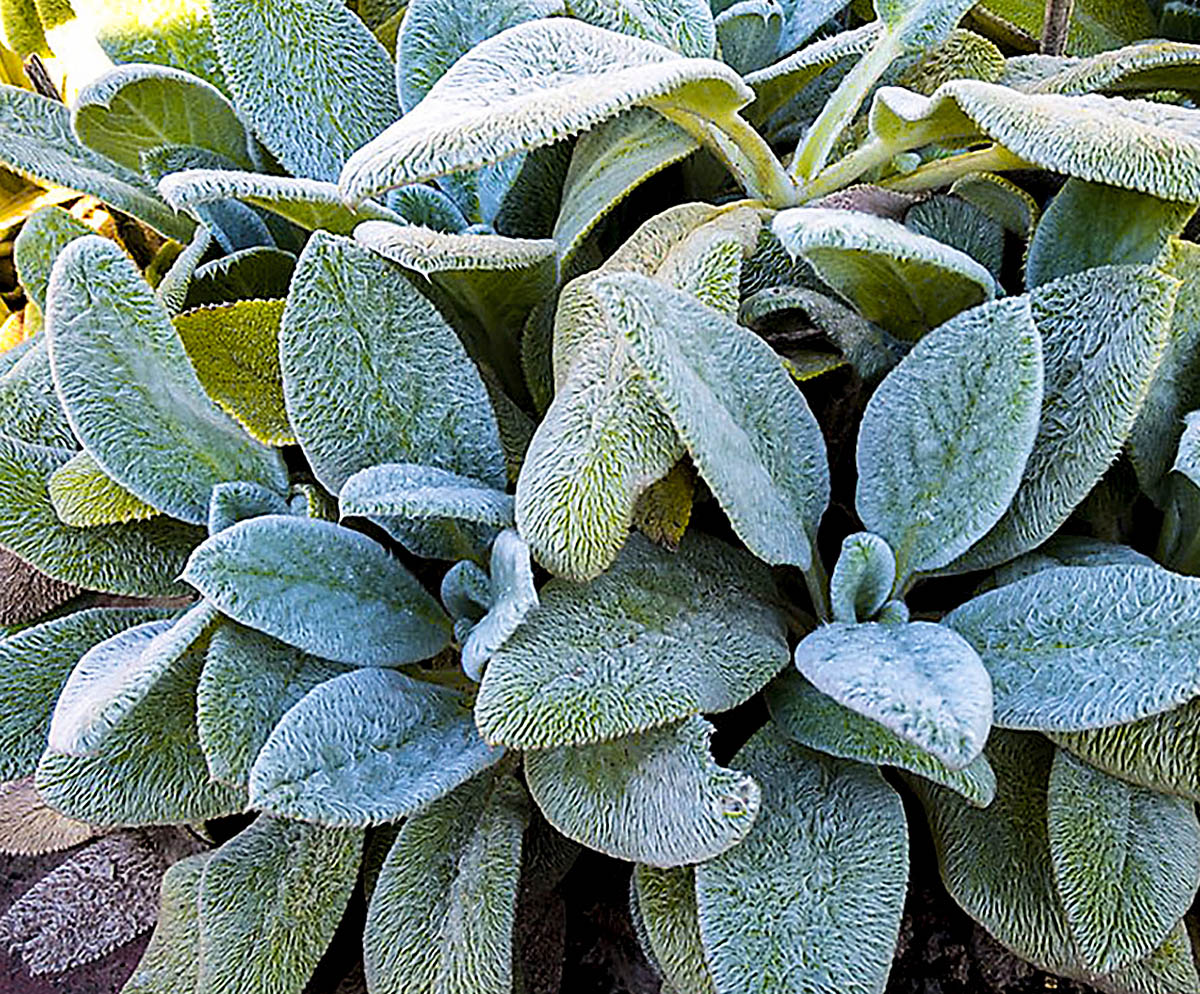 Превью изображения