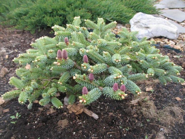 Превью изображения