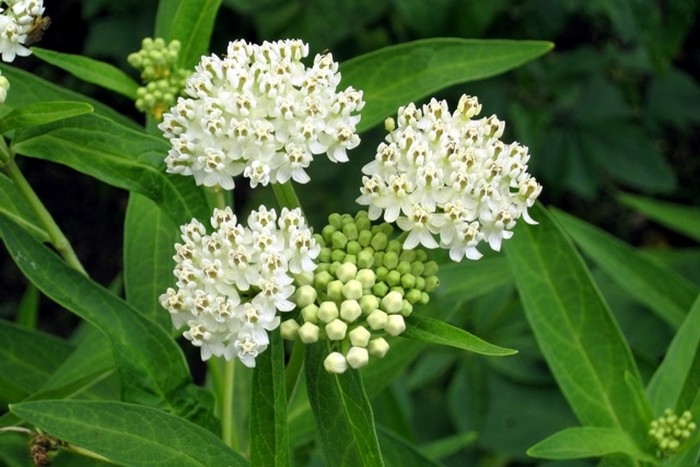 Превью изображения