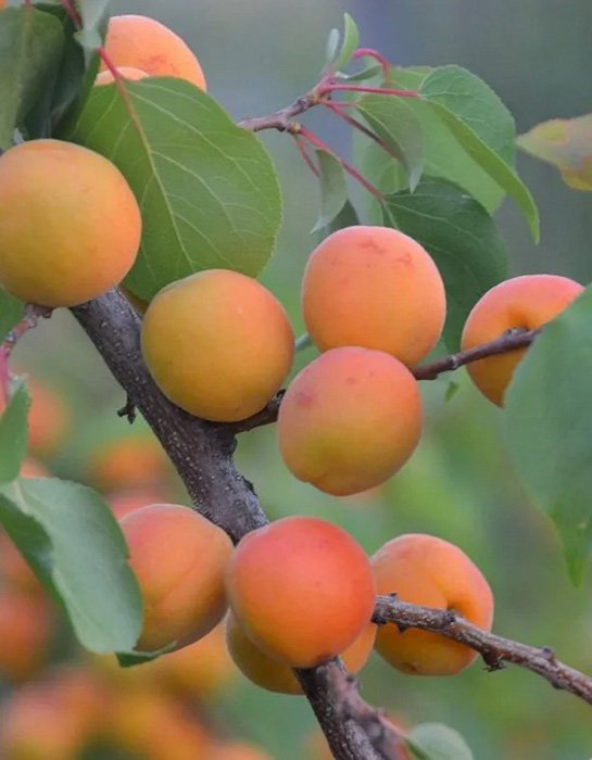 Превью изображения