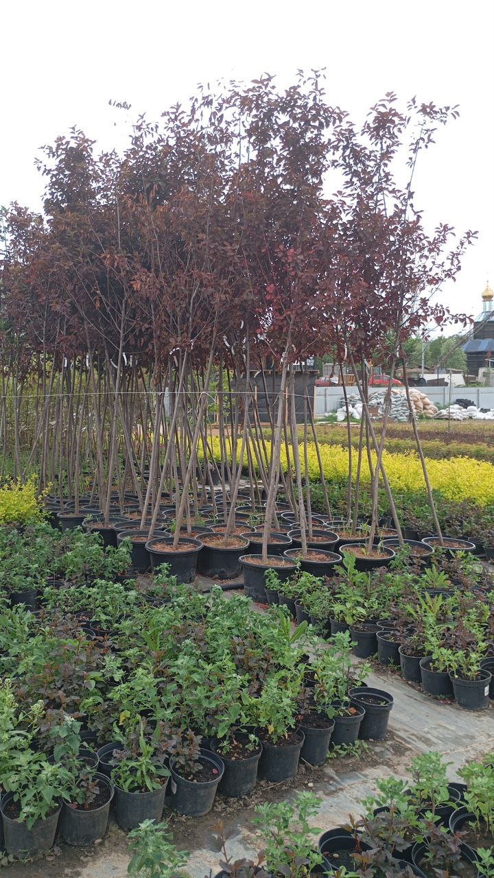 Превью изображения