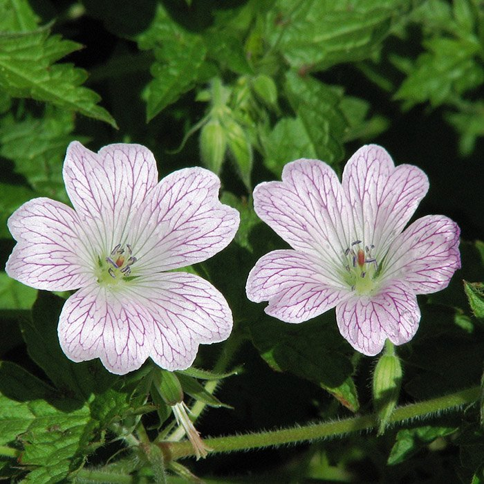 Превью изображения