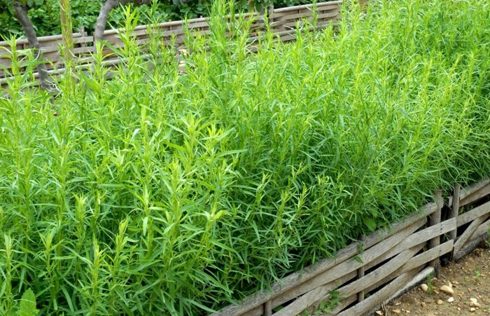 Превью изображения