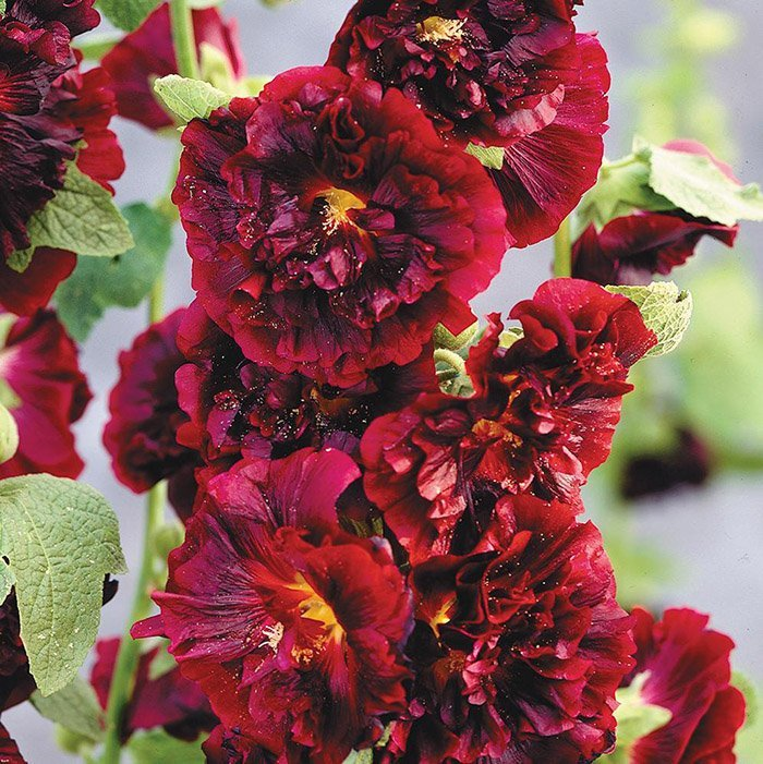 Превью изображения