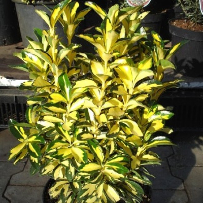 Превью изображения