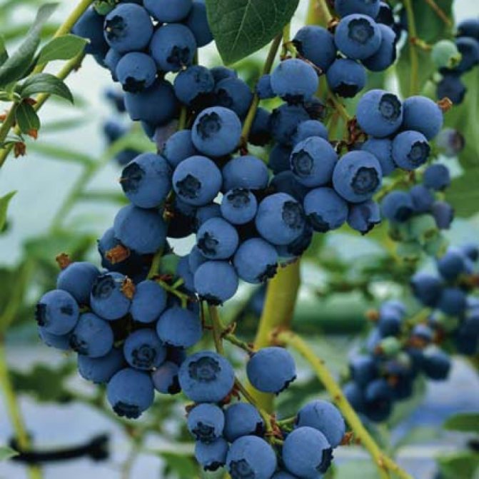 Превью изображения