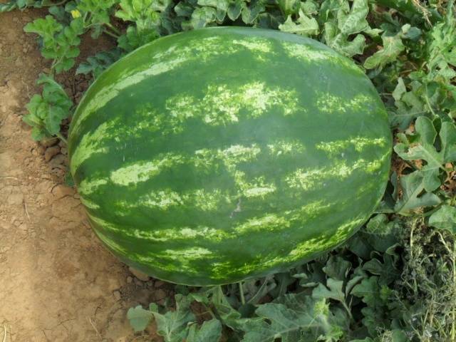 Превью изображения