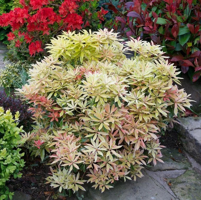 Превью изображения