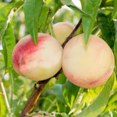 Превью изображения