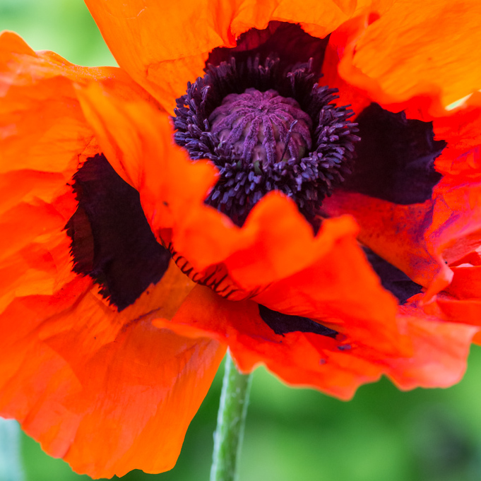 Превью изображения