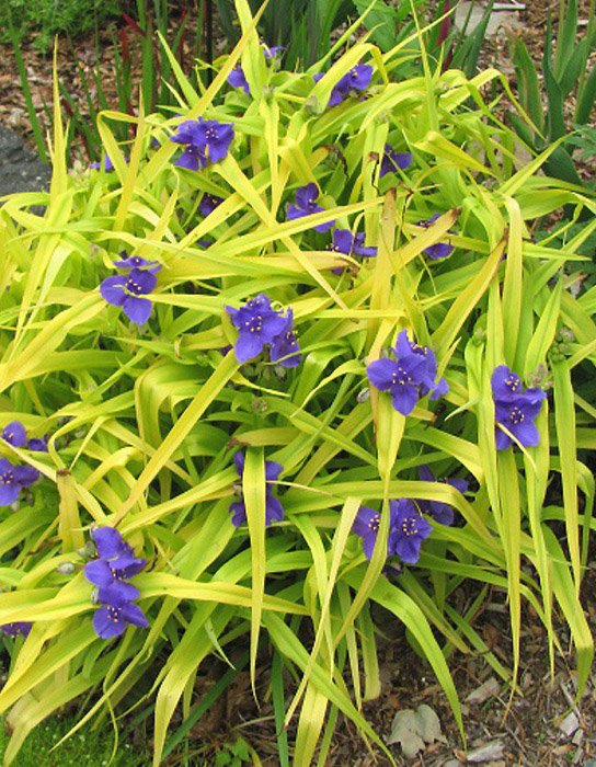 Превью изображения