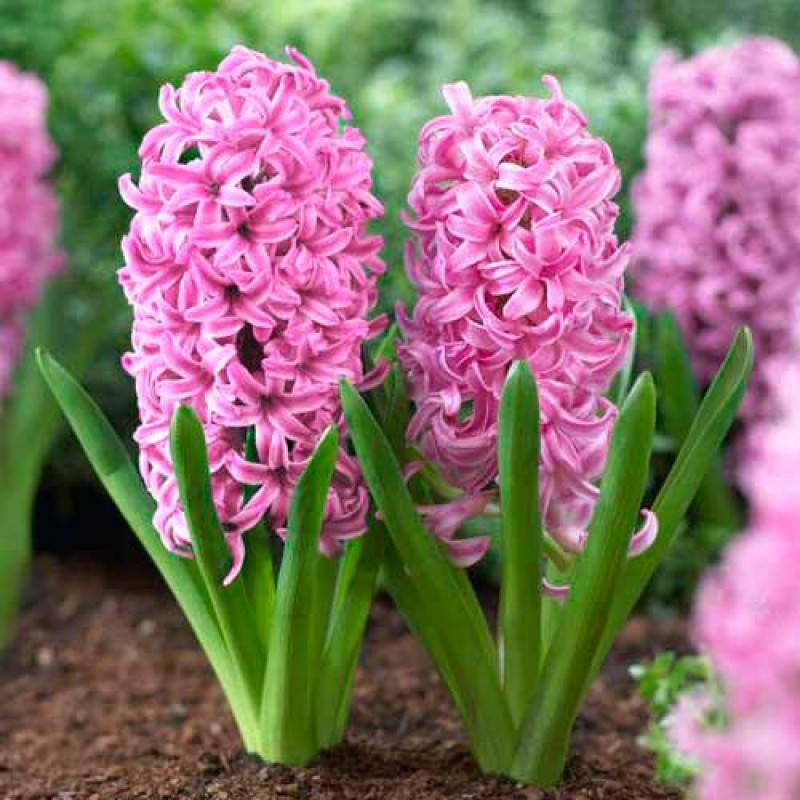 Превью изображения