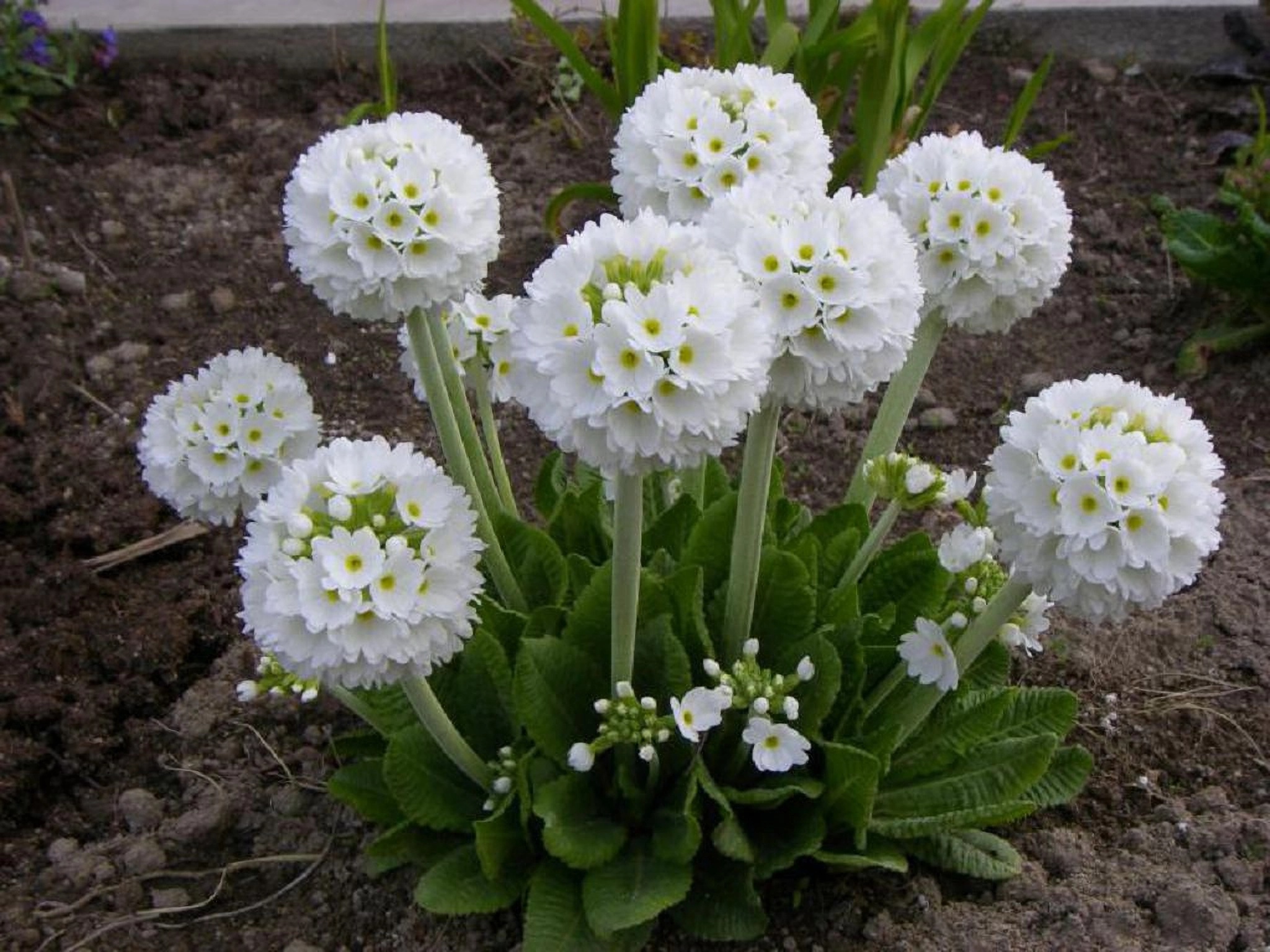 Превью изображения