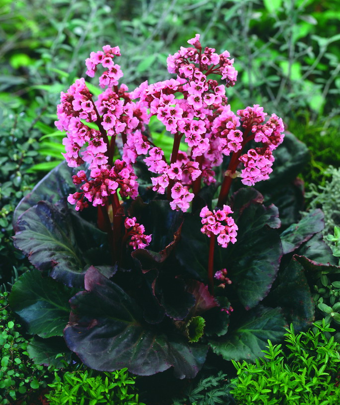 Превью изображения