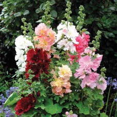 Превью изображения