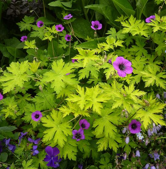 Превью изображения