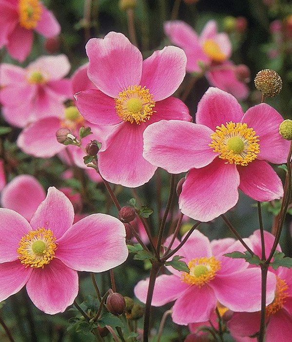 Превью изображения