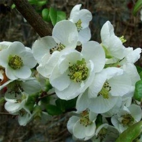 Превью изображения