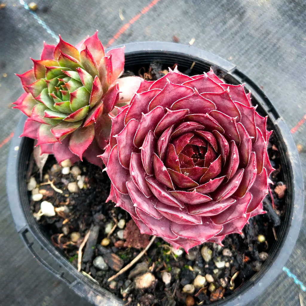 Превью изображения