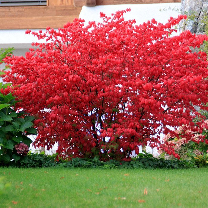 Превью изображения