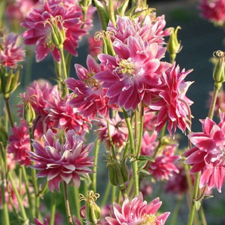 Превью изображения