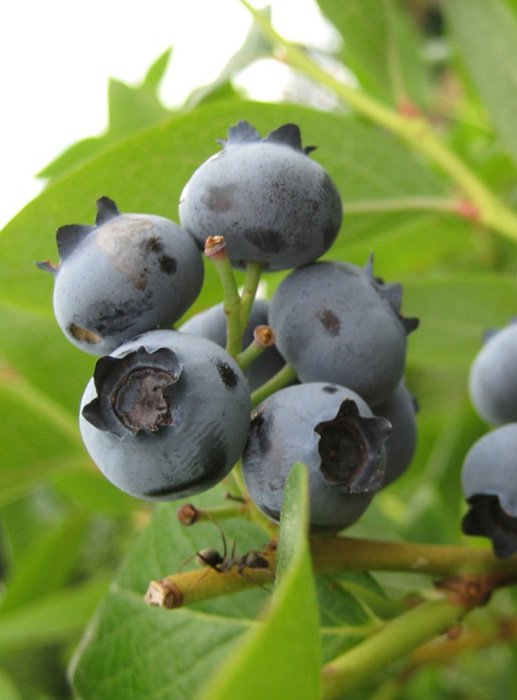 Превью изображения