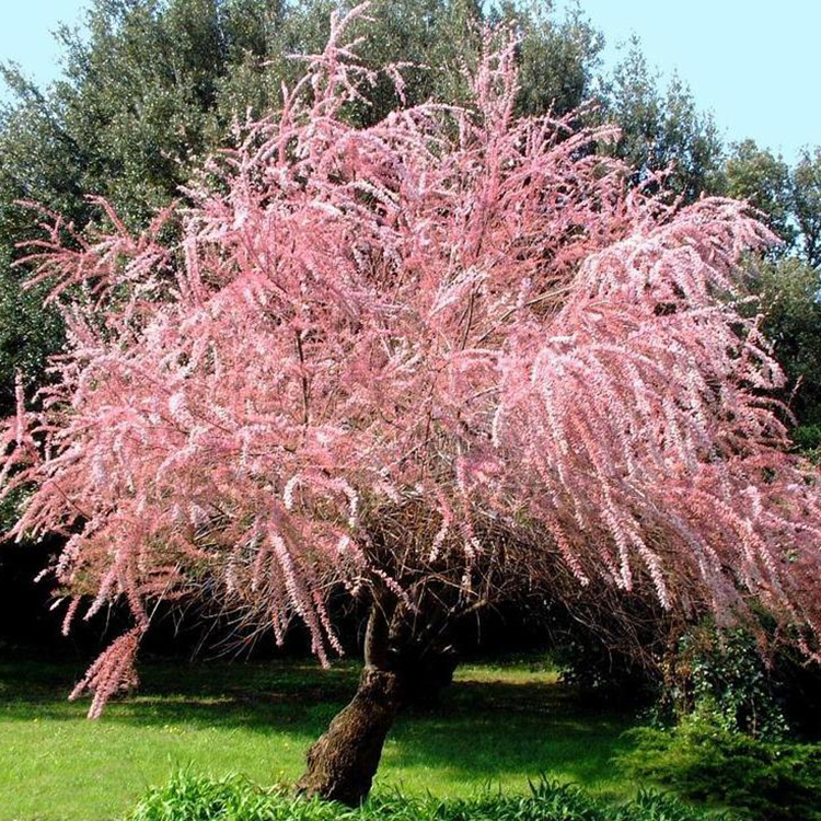 Превью изображения